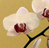 Phalaenopsis