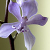 Acacallis