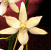 Aerangis