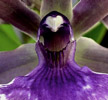 Bollopetalum