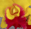 Cattleya