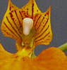 Comparettia speciosa