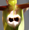 Catasetum