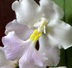 Cuitlauzinia pendula
