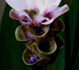 Curcuma