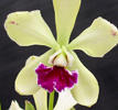 New Guinea Dendrobium