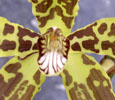 Stenocoryne