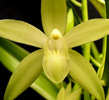 Grammatocymbidium