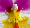 Cymbidiums