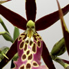 Miltassia