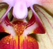 Phalaenopsis