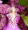 Vuylstekeara