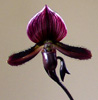 Ladyslippers