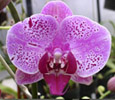 Comparetia