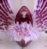 Stenocoryne