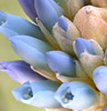 Quesnelia