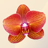 Novelty Phalaenopsis