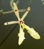 Renanthera citrina