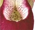 Sedirea