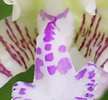 Sedirea