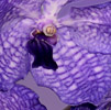 Vanda