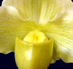 Zygopetalum