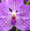 Vanda wholesale