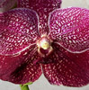 Vanda