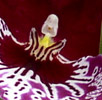 Pansy orchid