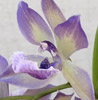 Zygonisia