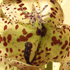 barthiorum