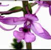 Calanthe