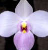 Tolumnia