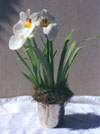 Miltonia - Pansy Orchid