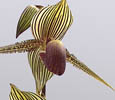 Kalini