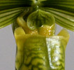 venustum album