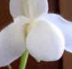 Pansy orchid