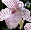 Vanda