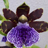 Zygopetalum